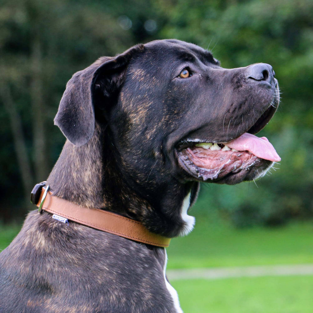Heritage Vintage Luxury Padded Leather Collar