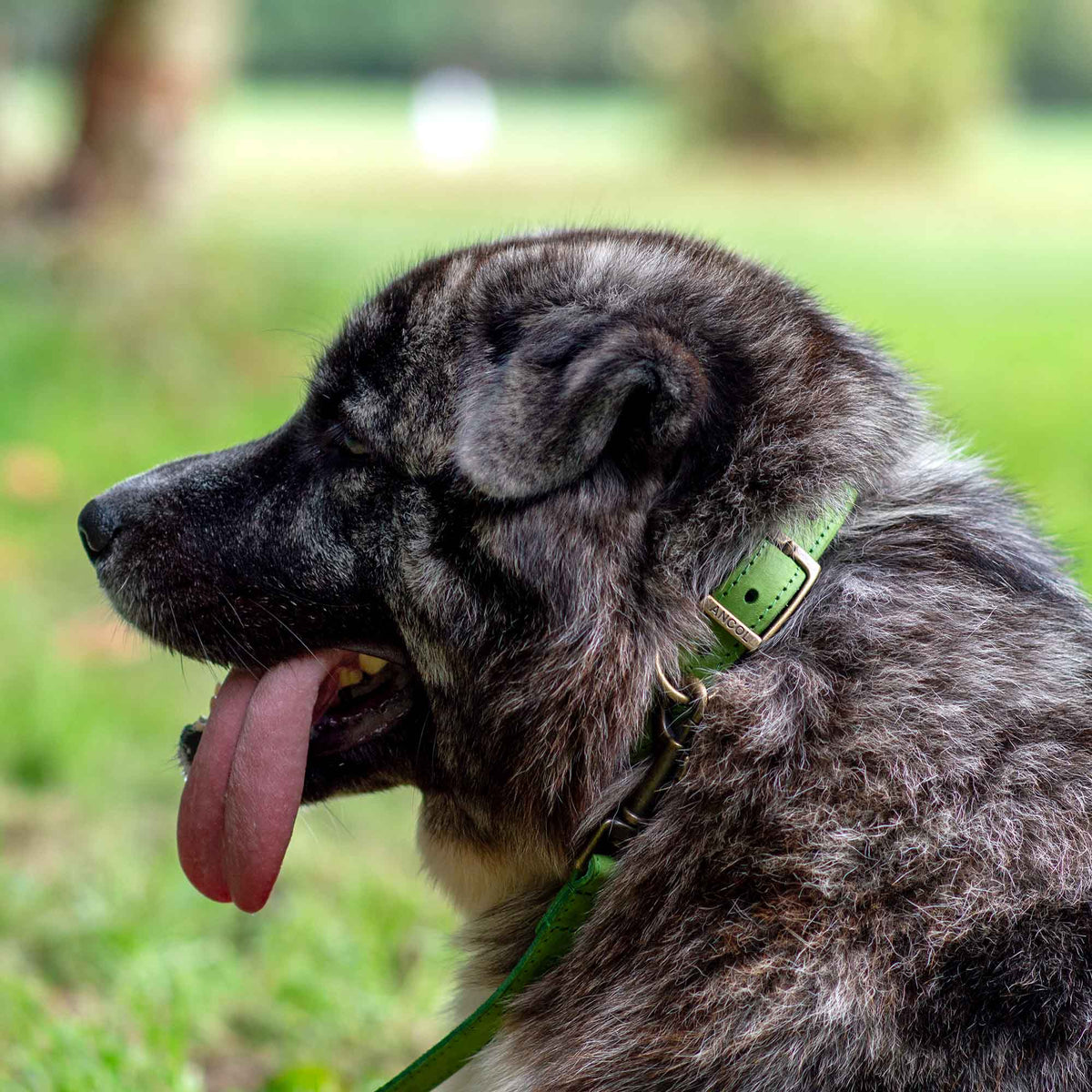 Timberwolf Leather Collar Green