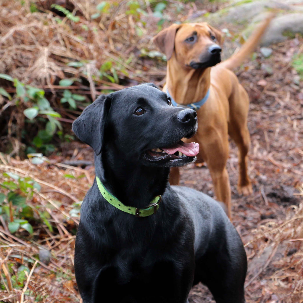 Timberwolf Leather Collar Green