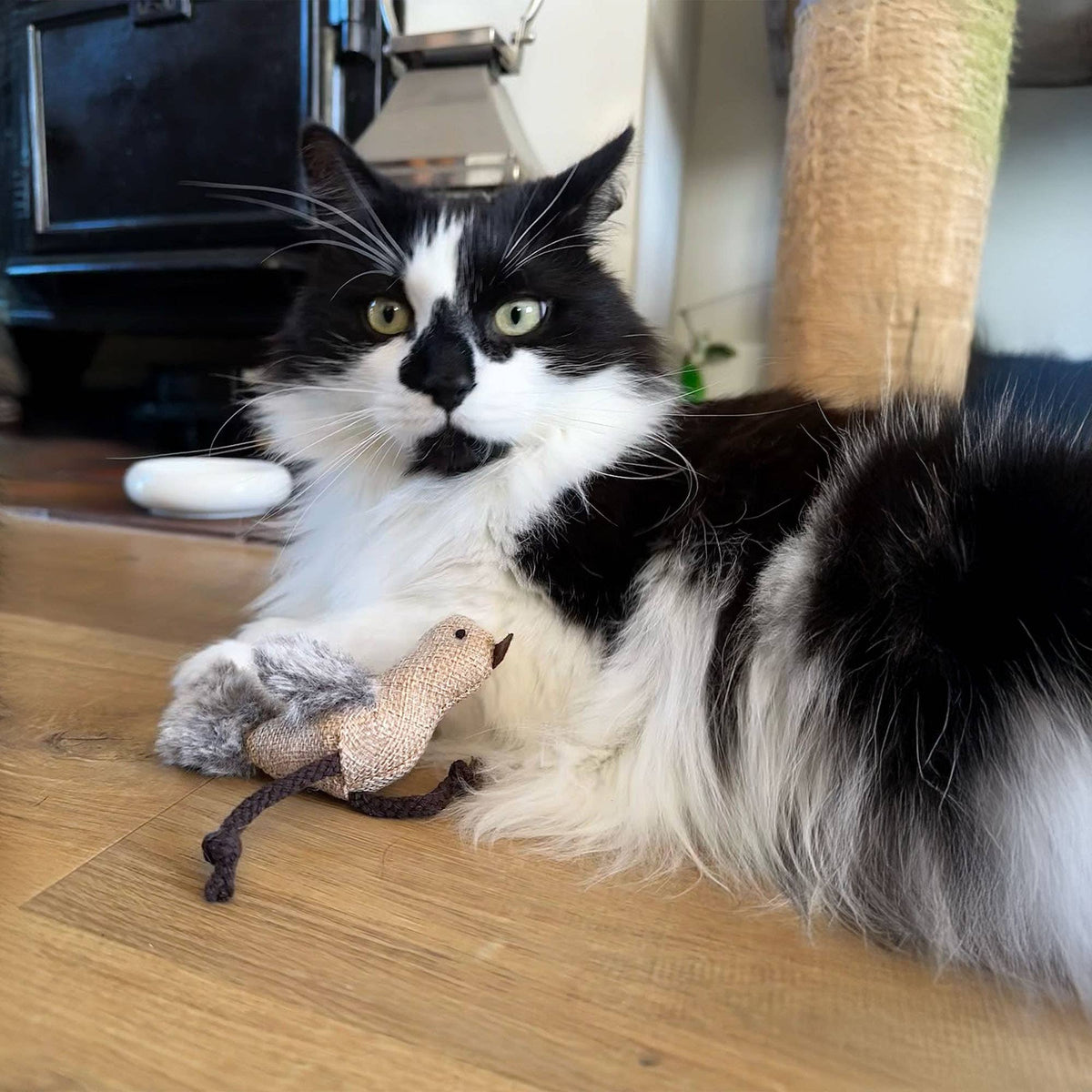 Cheeping Bird cat Toy