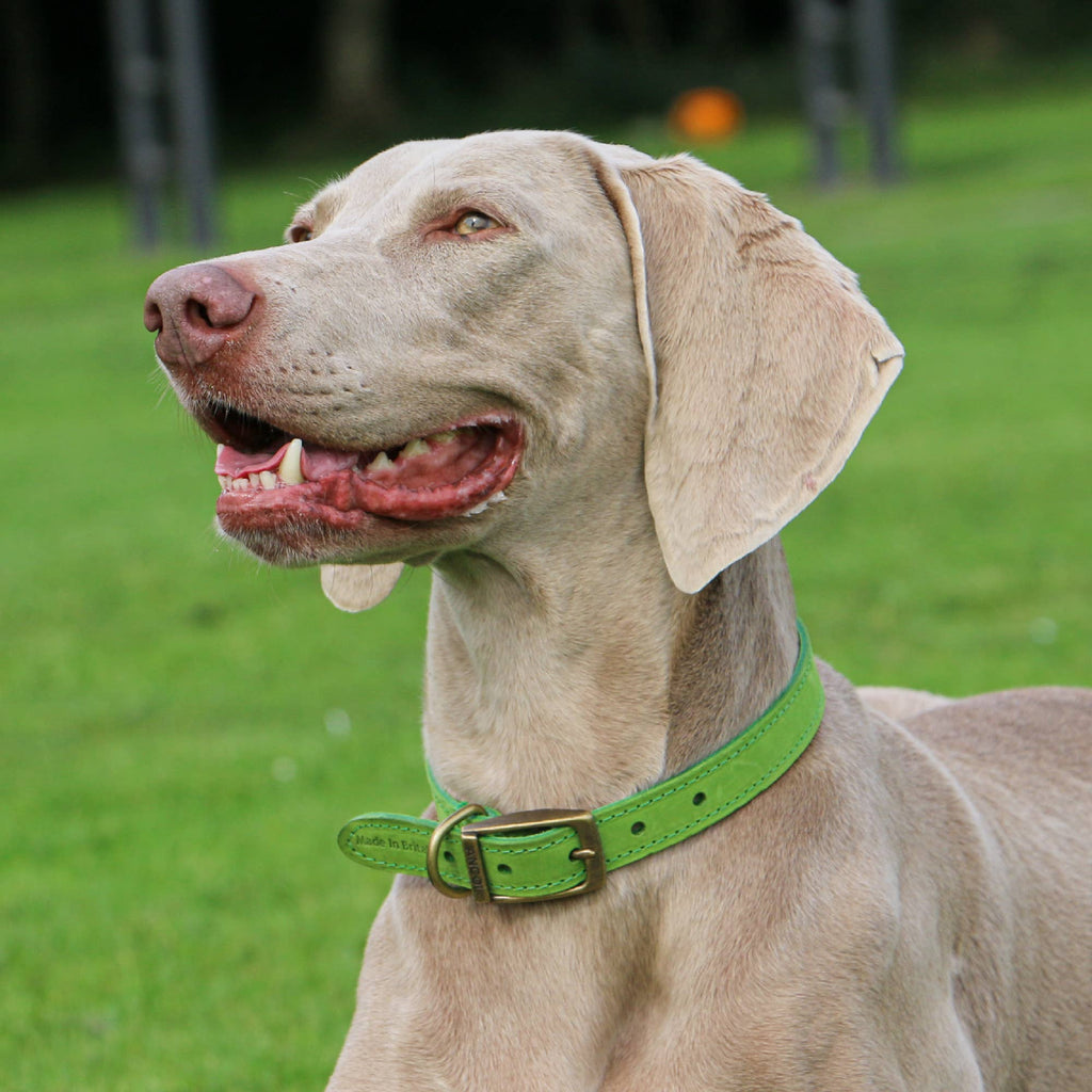 Timberwolf Leather Collar Green