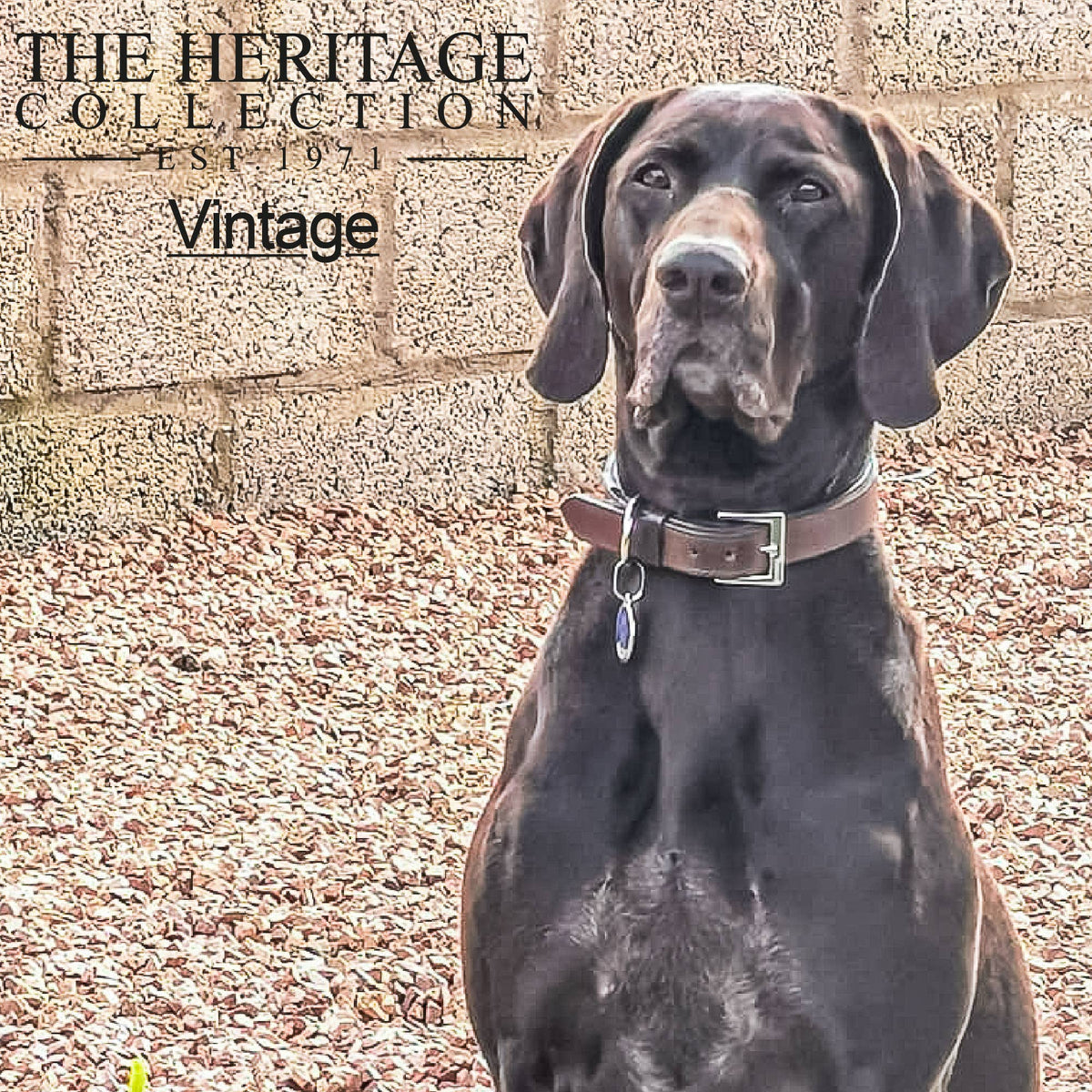 Heritage Vintage Luxury Padded Leather Collar