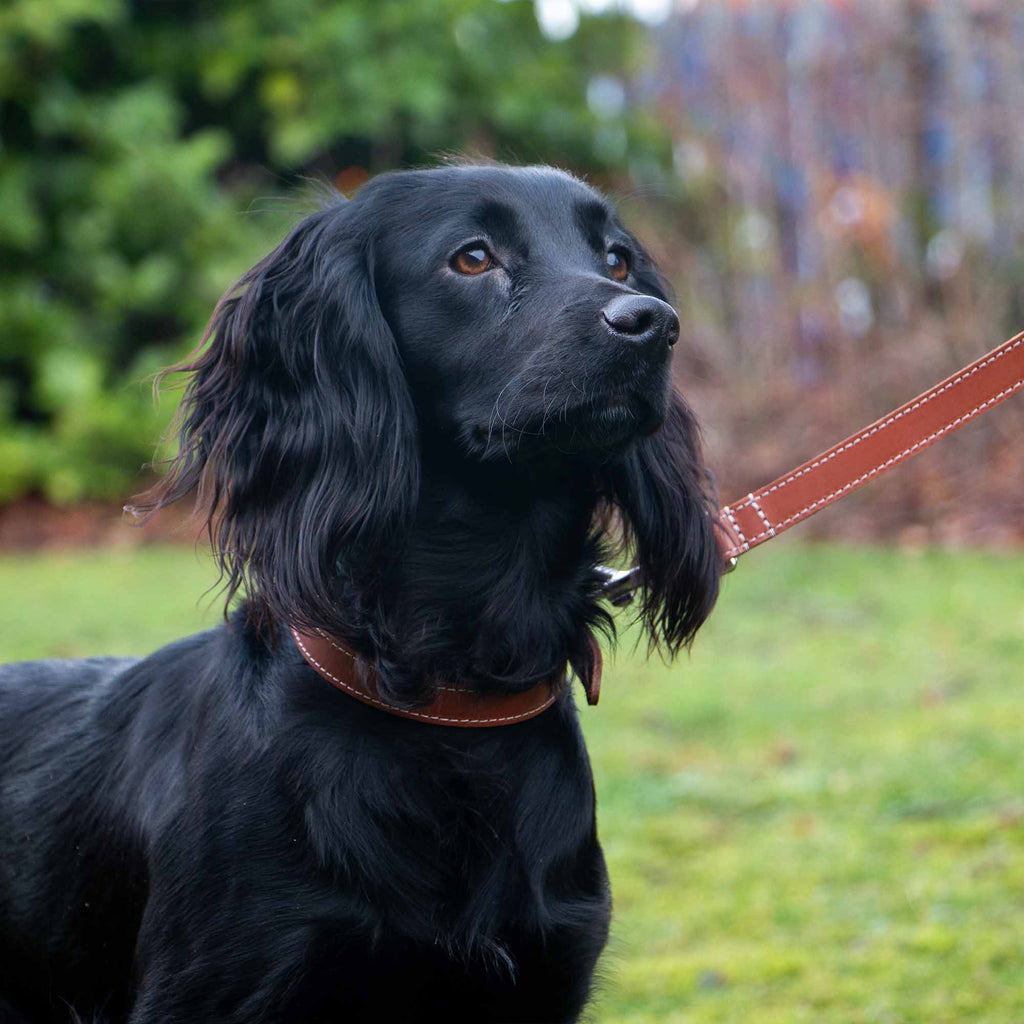 Heritage Collection Leather Lead ( Tan)