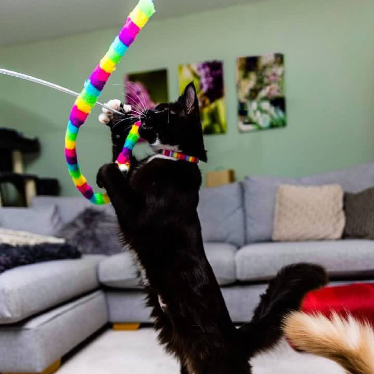 Ancol Wiggle Worm Rainbow  Cat Dangler Toy