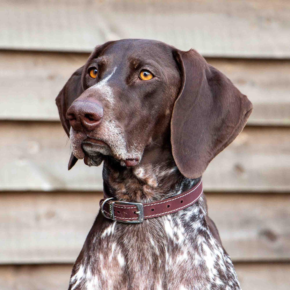Heritage Collection Leather Collar Oxblood